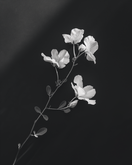 How to Choose the Right Pure Perfume for You