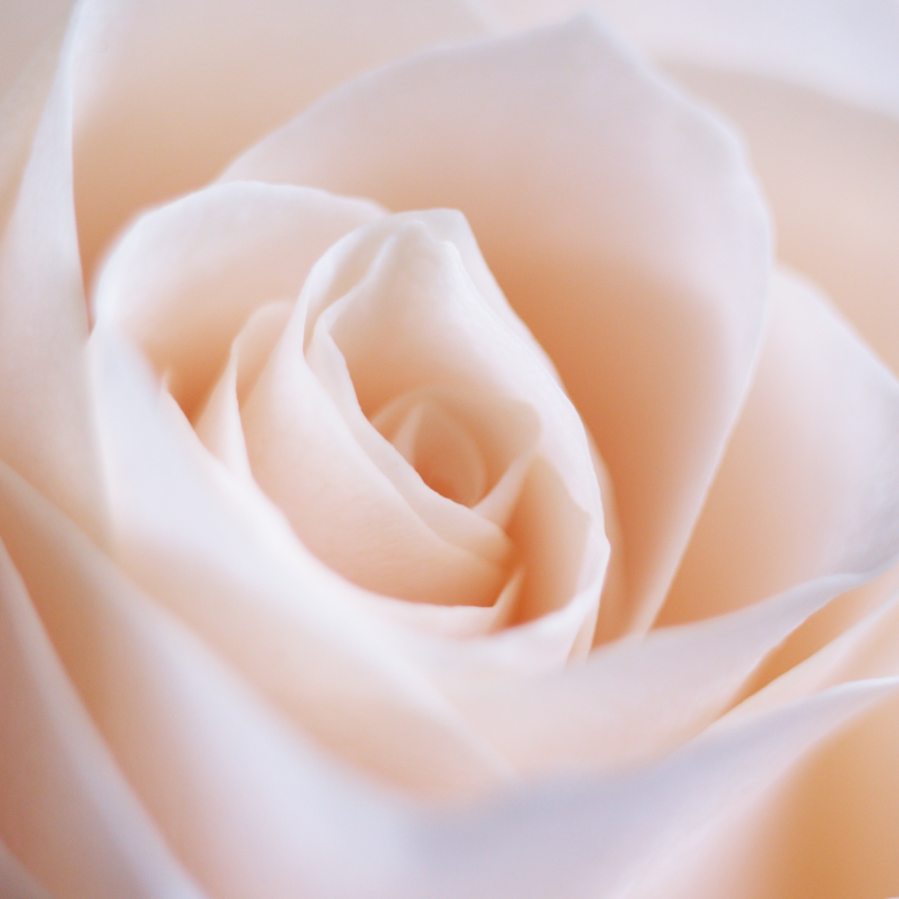 Close Up of Light Pink Rose