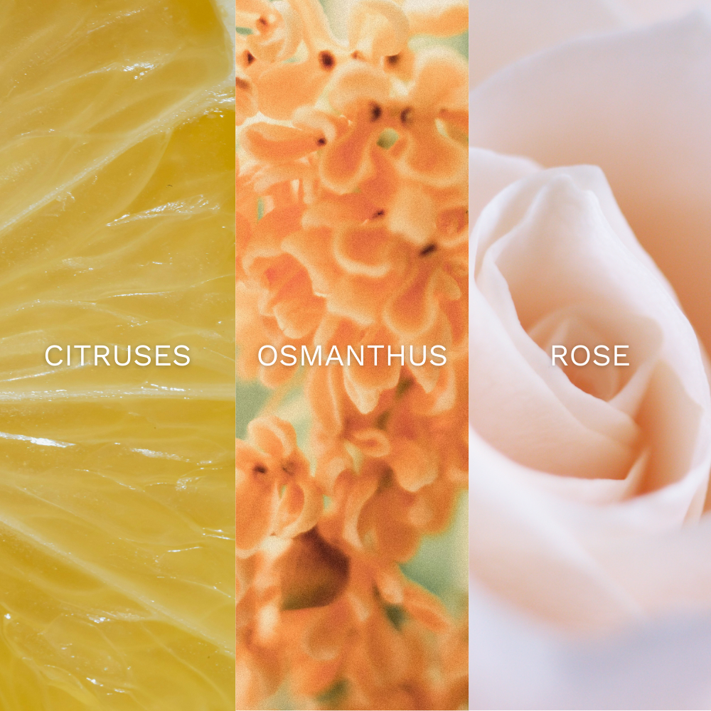 Citruses Osmanthus Rose Description For Gaze Fragrance by AURRA London