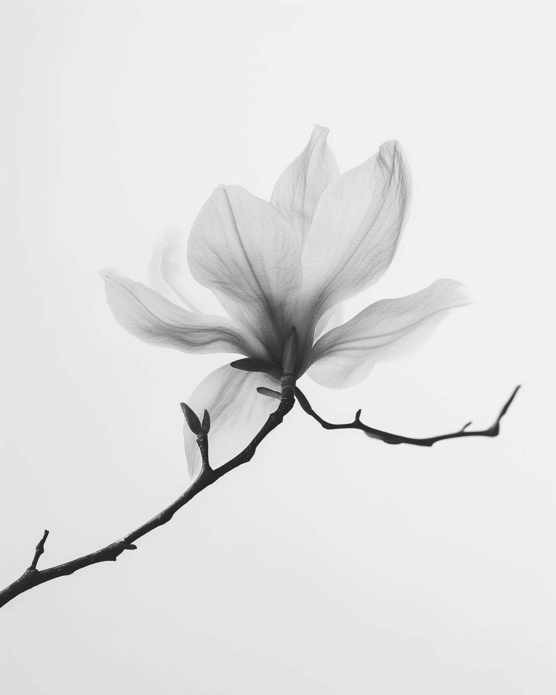 Discover the Allure of Pure Perfumes in the UK: A Fragrant Journey into Nature's Essence